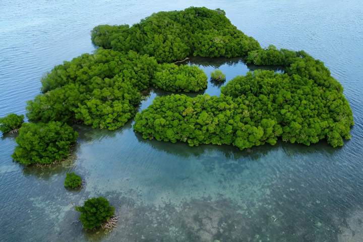 Découverte mangrove Guadeloupe